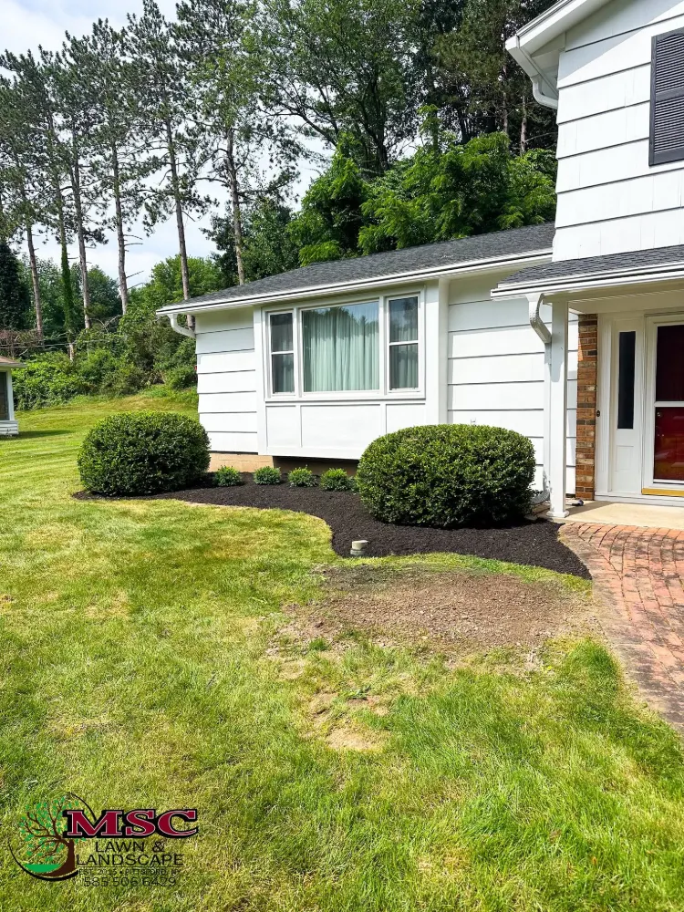 A front bed with fresh black mulch, two trimmed shrubs and new plantings along a curved edge